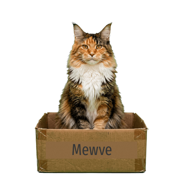 Fluffy calico Maine Coon cat in a box